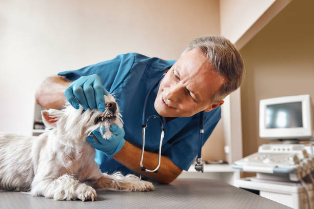 Best Broken or Cracked Tooth Emergency Dentist in Quanah, TX